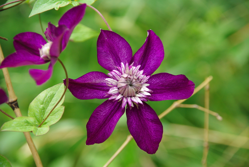 クレマチス・ビエネッタ