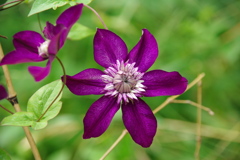 クレマチス・ビエネッタ