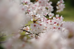 染井吉野