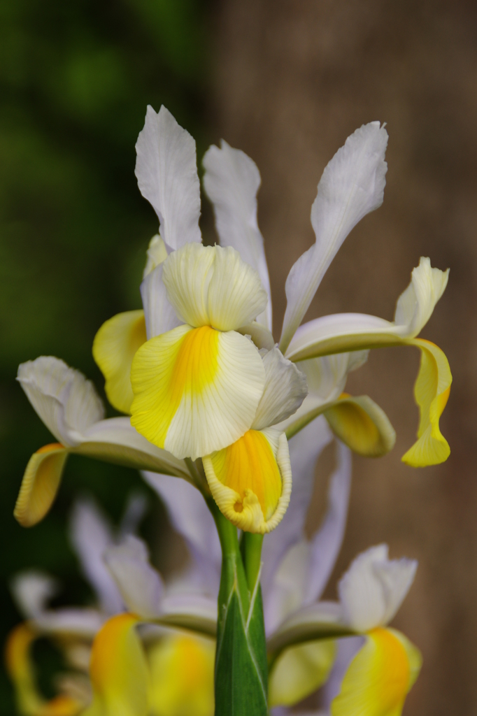 ダッチアイリス