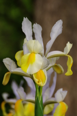 ダッチアイリス