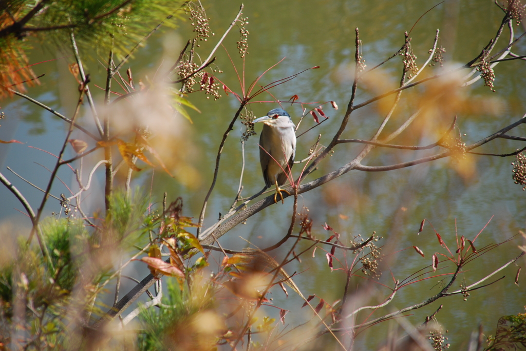 大高緑地公園にて（名前解りません）