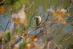 大高緑地公園にて（名前解りません）