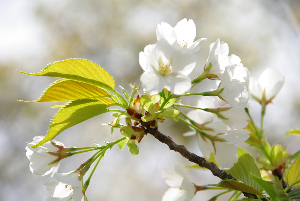 大島桜