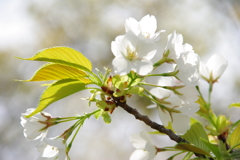 大島桜