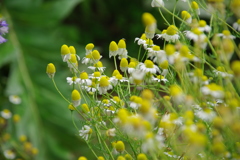 ジャマンカモニール