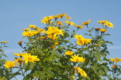 青空だお似合いですね^^