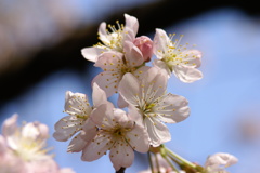 支那実桜