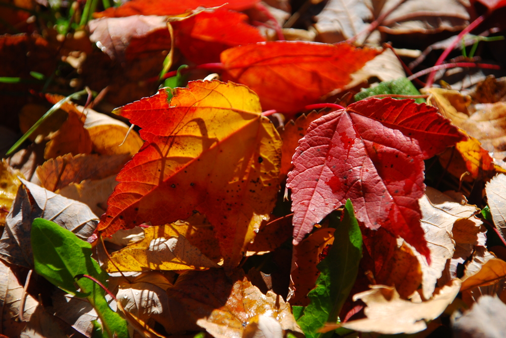 落ちてなお美しく