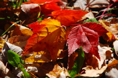 落ちてなお美しく