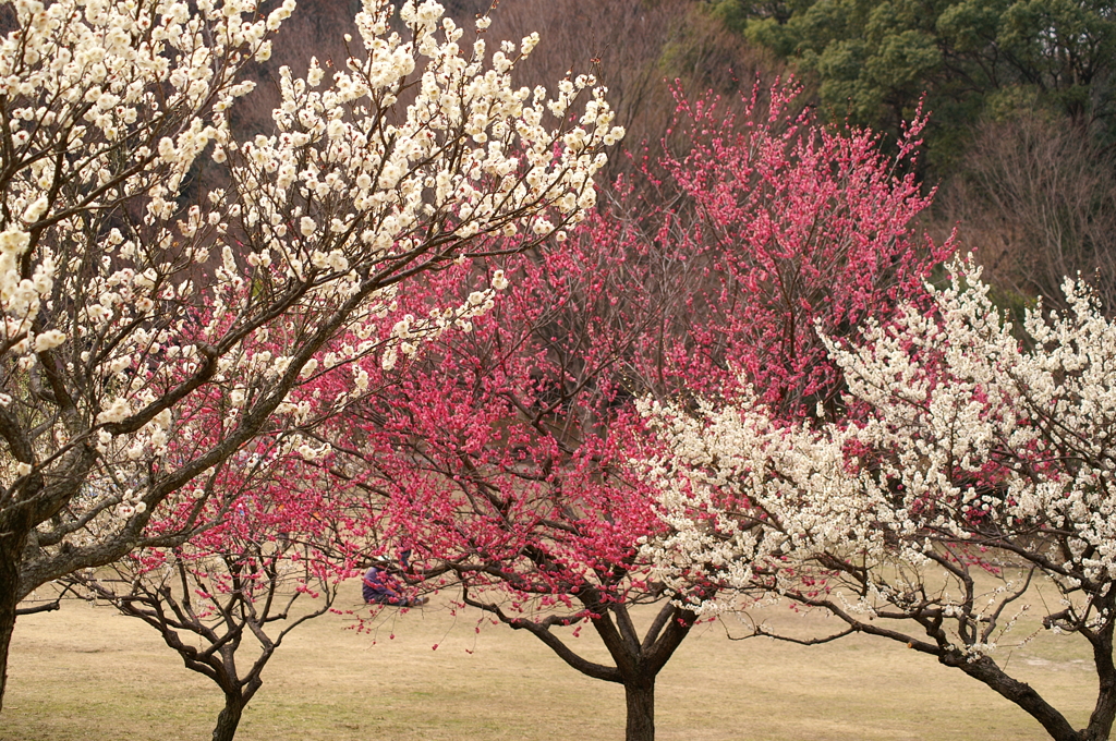 大高緑地公園にて　