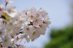 染井吉野
