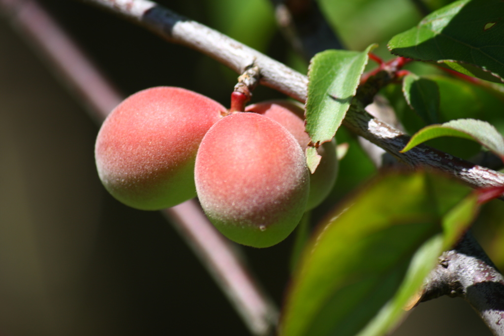 梅の実（緋の司枝垂）