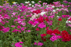 フロックス・ドラモンデイ