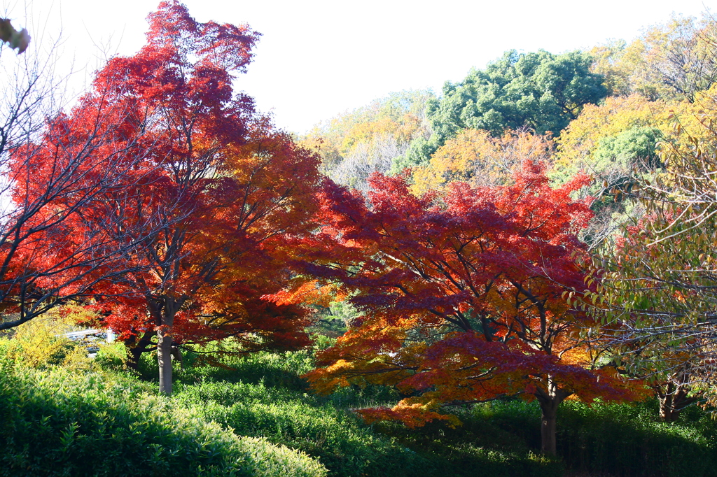 紅葉真っ盛り