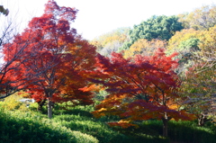 紅葉真っ盛り