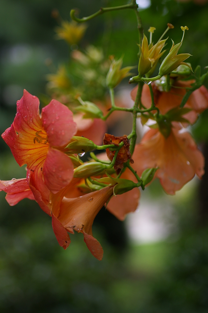 ﾉｳｾﾞﾝｶｽﾞﾗ