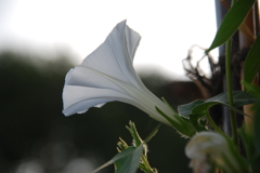 猛暑の中でも涼しさを