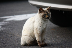野良ちゃん