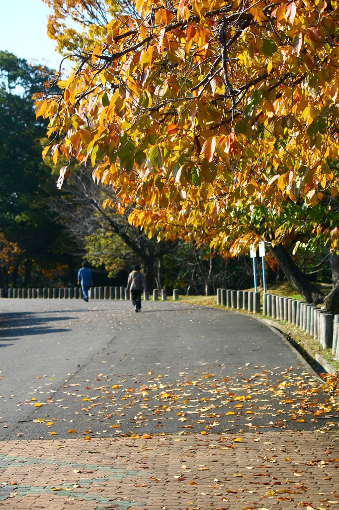 オオシマザクラ