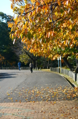 オオシマザクラ