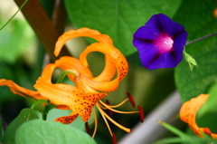 オニユリと朝顔