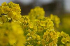 菜の花