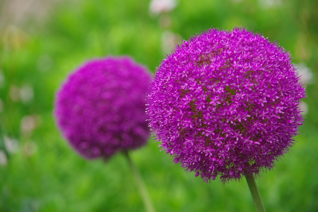 アリウム・ギガンテウム