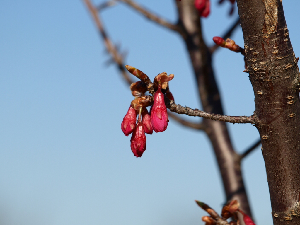 寒緋桜