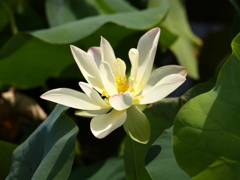 名古屋市農業センターにて　