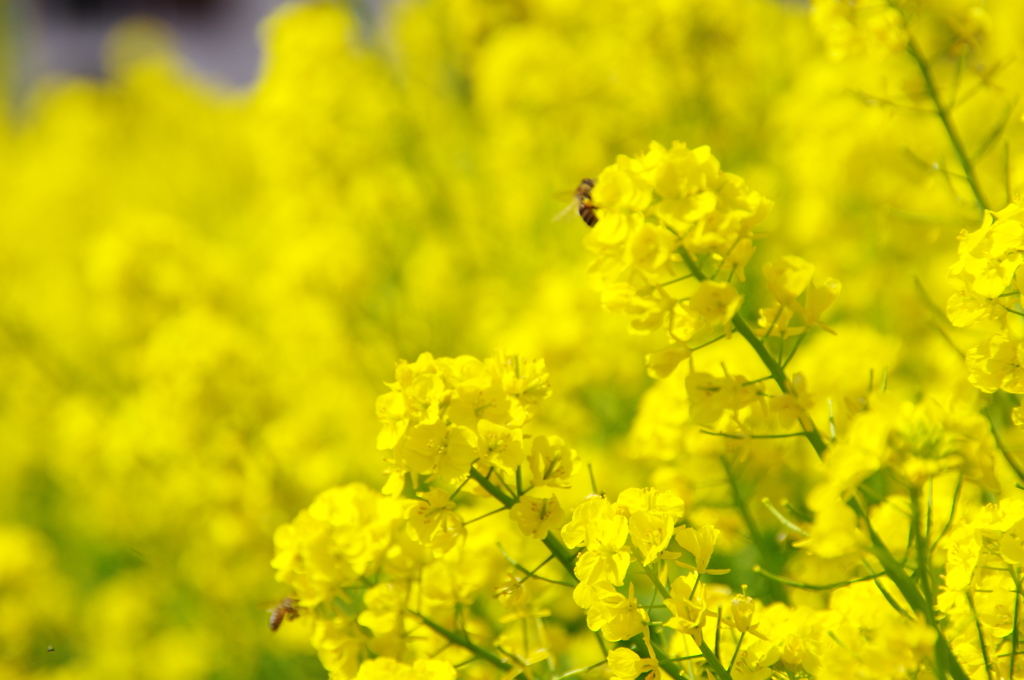 菜の花