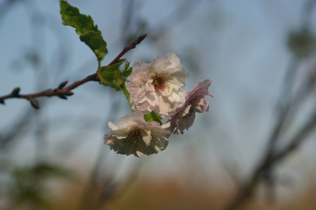 冬桜