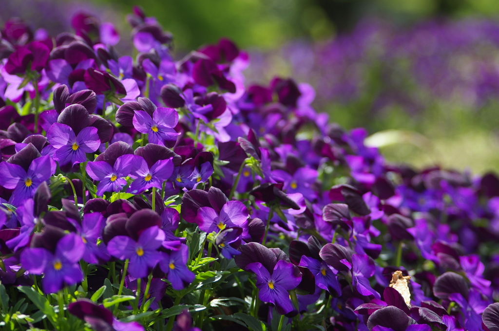 名古屋市農業センターにて　