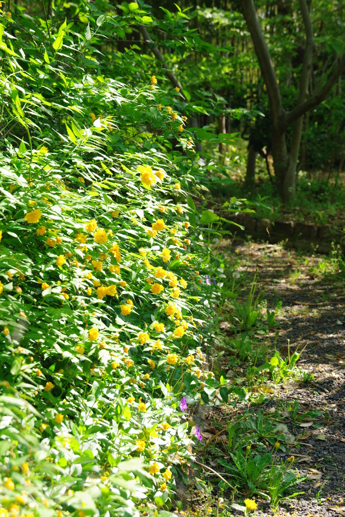 ヤマブキの咲く小道