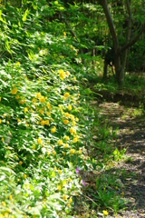 ヤマブキの咲く小道