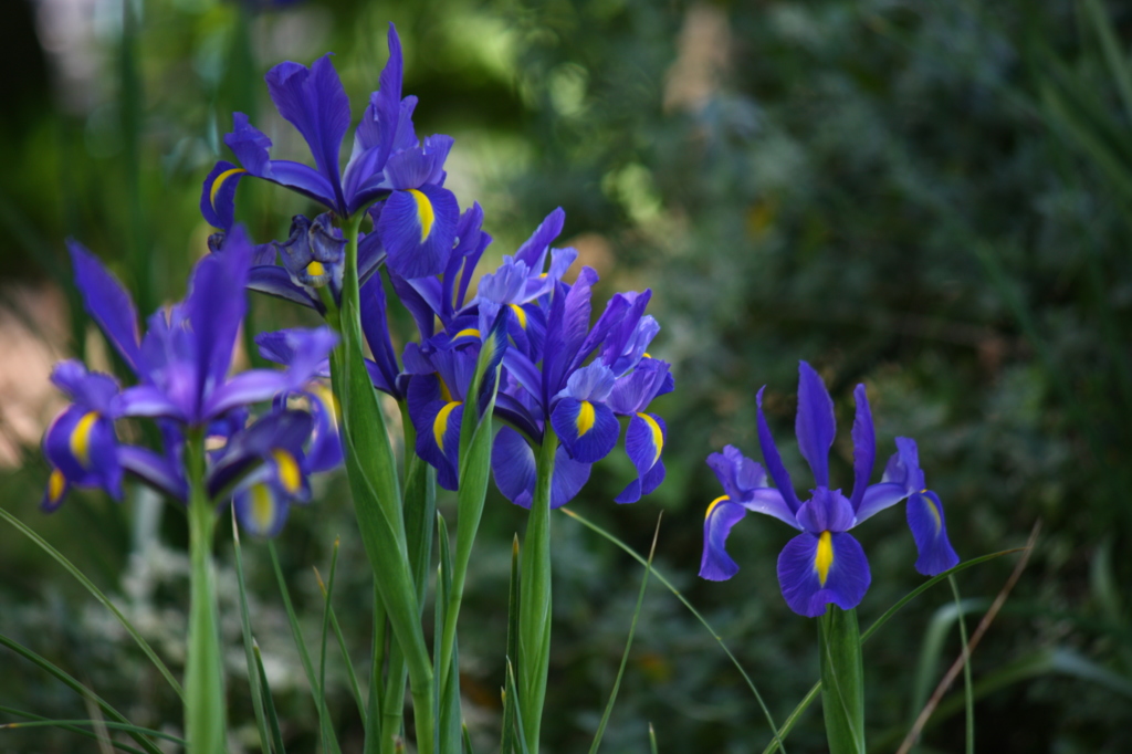 ダッチアイリス