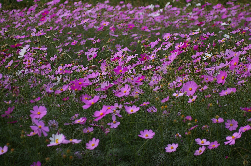 秋櫻に包まれて