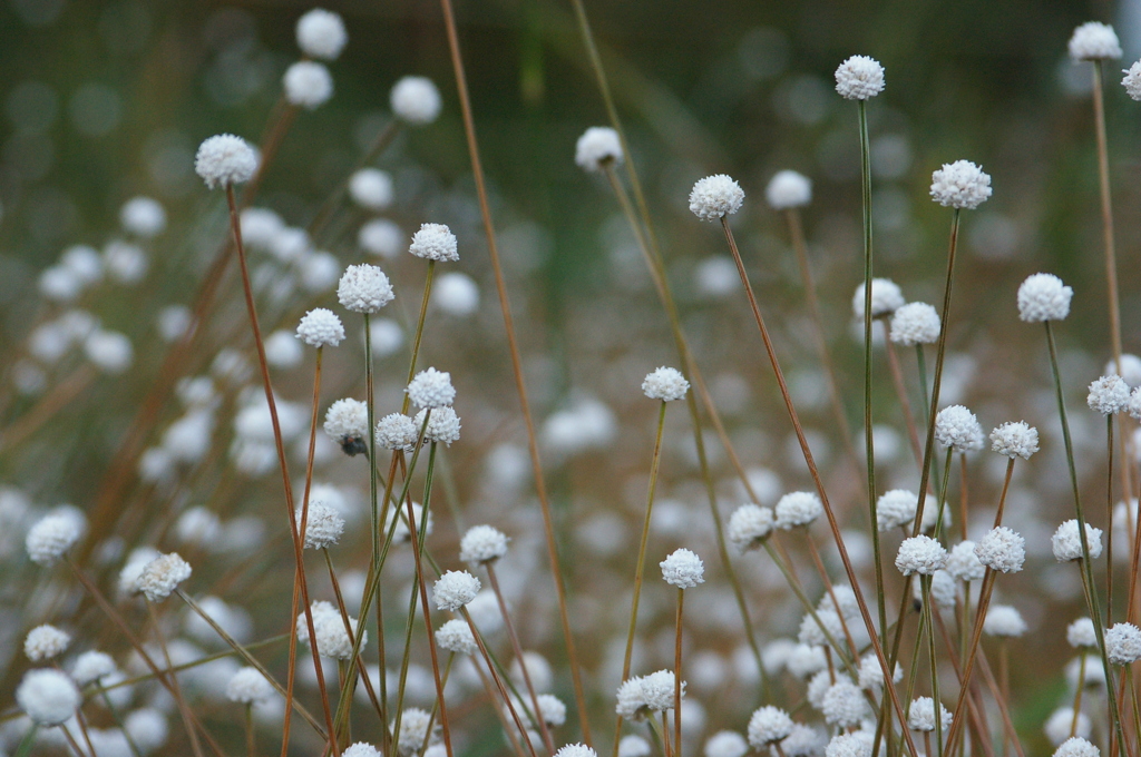 シラタマホシクサの群生