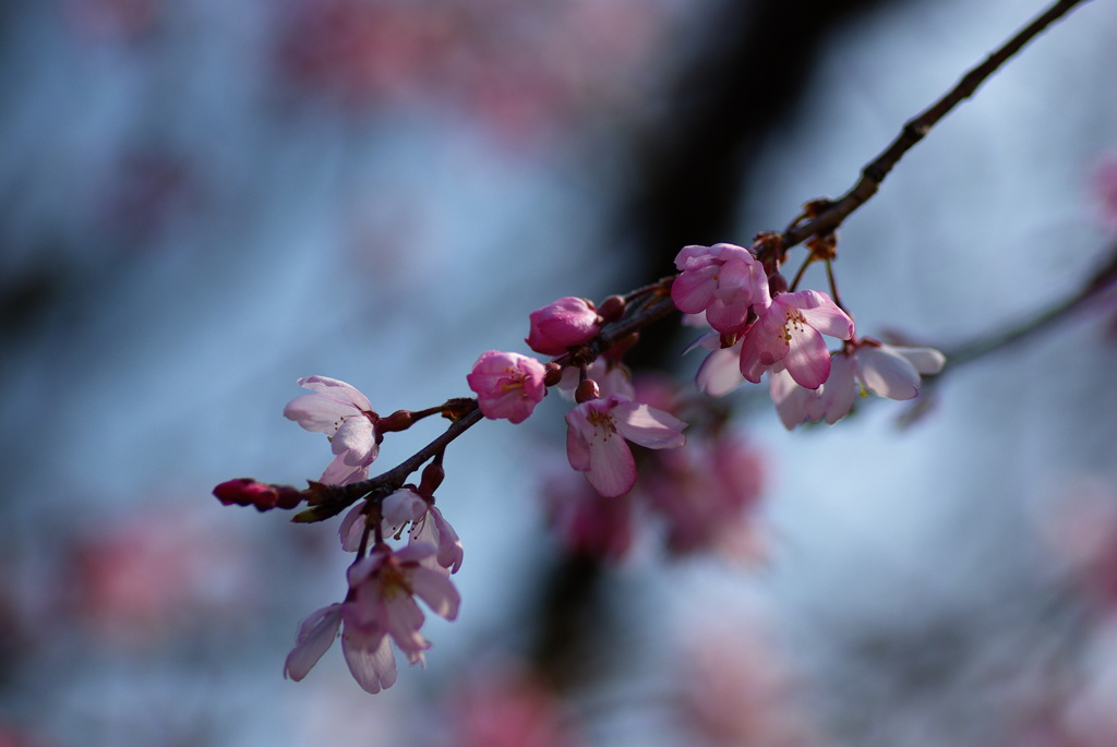 しだれ桜