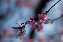 しだれ桜