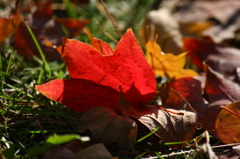 聞こえますか？　落ち葉の囁き