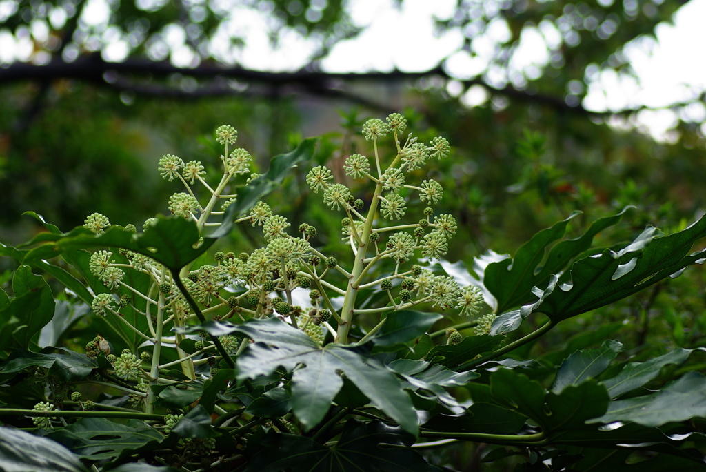 大高緑地公園にて