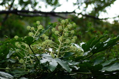 大高緑地公園にて