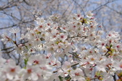 染井吉野