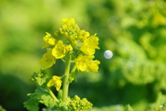 菜の花