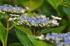 額紫陽花
