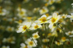 ウィンターコスモス