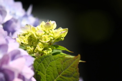 紫陽花