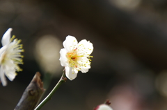 大高緑地公園にて　