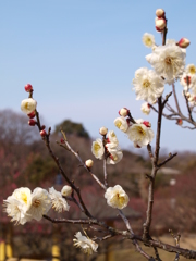 大高緑地公園にて